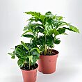 Two vibrant Coffee Arabica plants in terracotta pots against a white background.