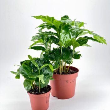 Two vibrant Coffee Arabica plants in terracotta pots against a white background.