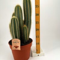 Easy to Care Large Cactus