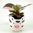 Whimsical cow-shaped plant pot with a vibrant, lush plant against a minimalist white background.
