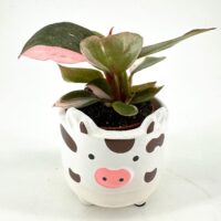 Whimsical cow-shaped plant pot with a vibrant, lush plant against a minimalist white background.