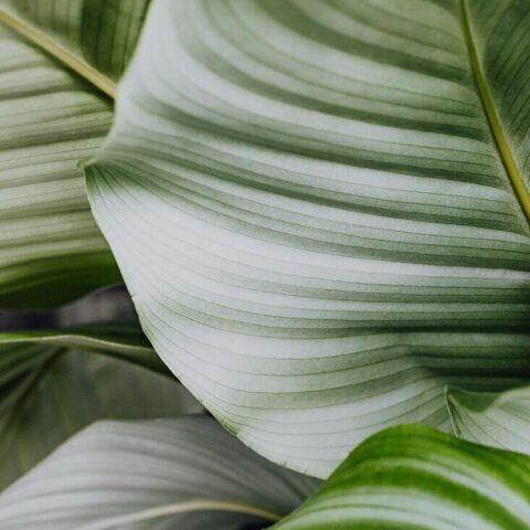 Detailed close-up of vibrant Calathea leaves showcasing natural patterns and textures.