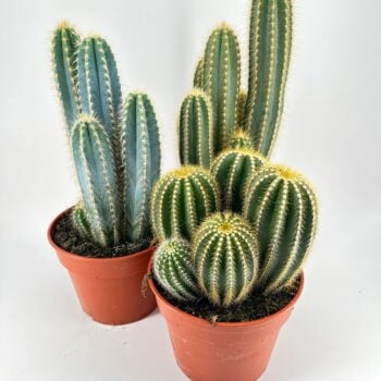 Easy to Care Large Cactus