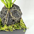 Elegant plant arrangement with green stems, rocky base, and moss in a black container.