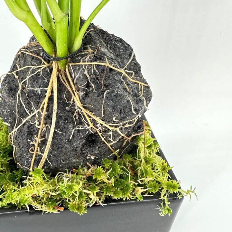 Elegant Plant Display with Rocky Base and Moss Elegant plant arrangement with green stems, rocky base, and moss in a black container.