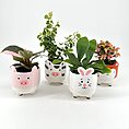Farm animal-themed plant pots with pig, cow, rabbit, and fox designs, featuring various plants.