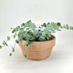 Rustic Terracotta Brown Bowl Planter