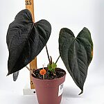 Anthurium Queen of Hearts REDUCED TO CLEAR