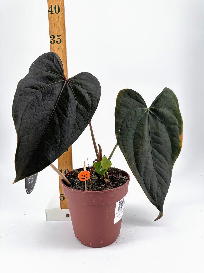 Anthurium Queen Of Hearts - Tezula LLC