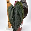 Large heart-shaped leaves plant with measuring stick, showcasing its impressive size and vibrant greenery.