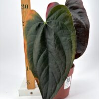 Large heart-shaped leaves plant with measuring stick, showcasing its impressive size and vibrant greenery.