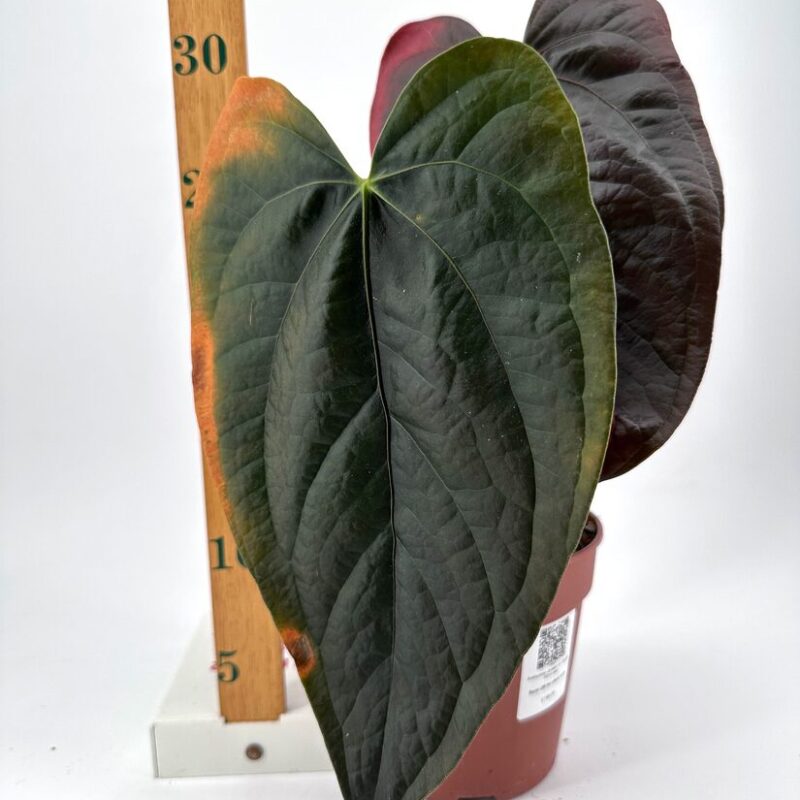 Stunning Heart-Shaped Leaf with Measuring Stick Large heart-shaped leaves plant with measuring stick, showcasing its impressive size and vibrant greenery.