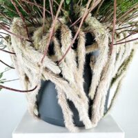 Unusual striking potted plant with furry tendrils, reddish-brown stems, green foliage on white background.