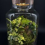 Cork Lid For Terrarium With LED Light