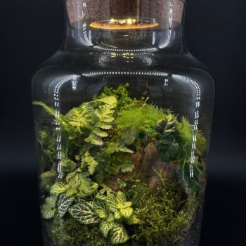Cork Lid For Terrarium With LED Light