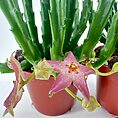 Stapelia Divaricata Starfish Flower Succulent