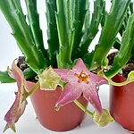 Stapelia Divaricata Starfish Flower Succulent
