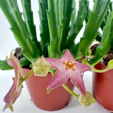 Stapelia Divaricata Starfish Flower Succulent