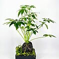 Vibrant indoor plant in a sleek black pot, showcasing lush green foliage and moss.