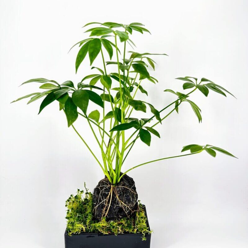 Vibrant Indoor Plant in Elegant Black Pot Vibrant indoor plant in a sleek black pot, showcasing lush green foliage and moss.