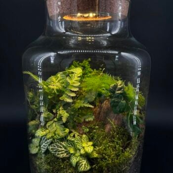 LED Terrarium Cork Lid with Light
