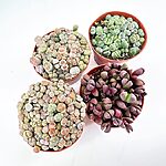 Lithops Living Stones Rocks Succulent 8cm pot