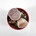 Succulent lithops in terracotta pot with rocky soil on white background.