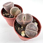Lithops Large Living Stones Rocks Succulent