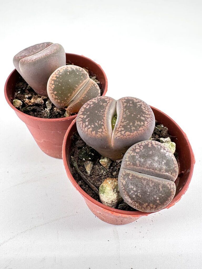 Terracotta pots displaying Lithops succulents on white background.
