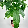 Lucky Bamboo Spiral Dracaena Sanderiana