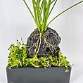 Vibrant potted plant in sleek black container with moss and volcanic rock display.