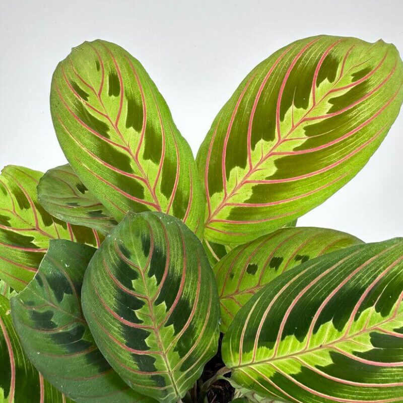 Maranta Fascinator Prayer Plant Maranta Fascinator Prayer Plant
