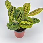 Maranta Leuconeura Fascinator Prayer Plant