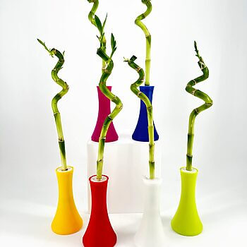 Vibrant modern vases with spiralling bamboo stalks on a minimalist white background.