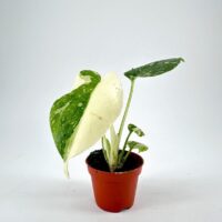 Variegated Monstera Thai Constellation potted plant with striking green and cream leaves in a terracotta-like pot.