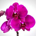 Close-up of a vibrant purple moth orchid flower with detailed petals and maroon centre.