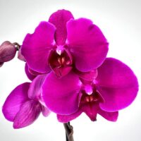 Close-up of a vibrant purple moth orchid flower with detailed petals and maroon centre.