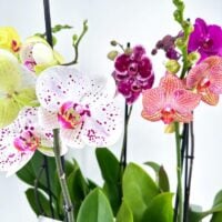 Vibrant orchids with varying patterns and hues, surrounded by lush green leaves.