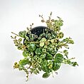 A detailed view of the delicate, turtle-shell-like leaves of Peperomia Prostrata, showcasing their intricate patterns and vibrant green hues.