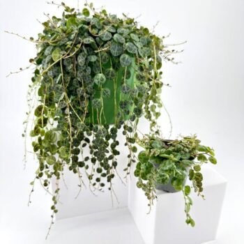 Peperomia Prostrata String of Turtles plants with small trailing leaves.