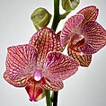 Vibrant Phalaenopsis orchid showcasing cream and pink petals with magenta veining on white background.