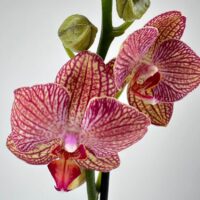 Vibrant Phalaenopsis orchid showcasing cream and pink petals with magenta veining on white background.