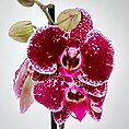 Burgundy orchid with white speckles, vibrant pink labellum, and green buds against neutral background.