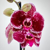 Burgundy orchid with white speckles, vibrant pink labellum, and green buds against neutral background.