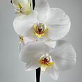 Close-up of white Phalaenopsis orchids with detailed yellow and reddish-brown centres.