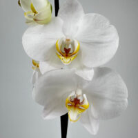 Close-up of white Phalaenopsis orchids with detailed yellow and reddish-brown centres.