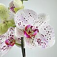 Close-up of a vibrant orchid with white petals and pink speckles against a soft background.