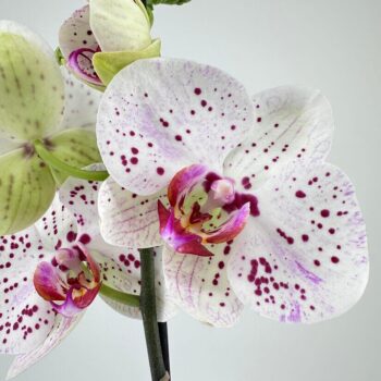 Close-up of a vibrant orchid with white petals and pink speckles against a soft background.