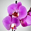Close-up of vibrant pink and violet orchids with detailed petals and subtle lighting.
