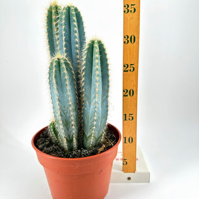 Easy to Care Large Cactus Easy to Care Large Cactus
